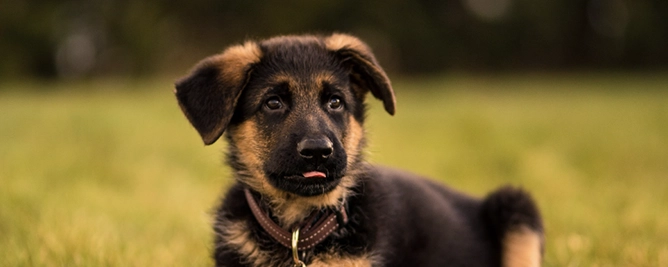 Foto pup Bella