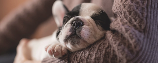Foto pup Milo