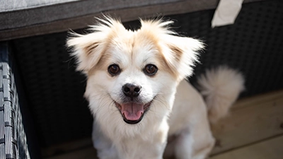 Witte puppy die blij is
