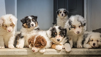 Foto van bende pups