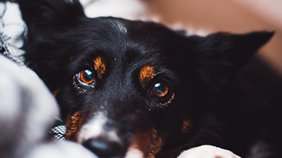 Puppy die schattig kijkt